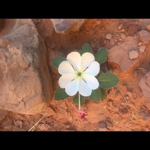 Meet your Posher, Ellen